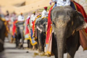 Elefántjogi törvények Sri Lankán