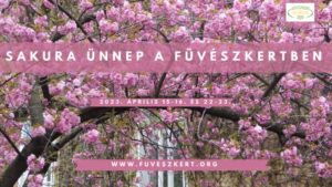 Japánkerti nap és Szakura ünnep Budapesten